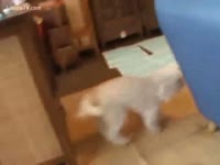 Forced bestiality on a young babe